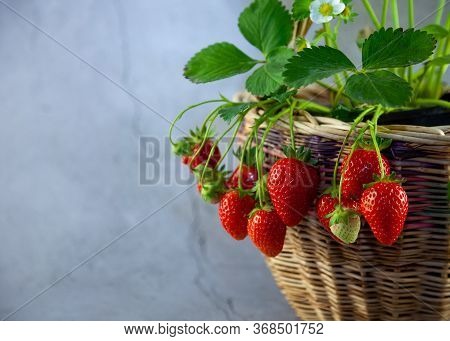 Strawberry Bush In A Basket On A Grey Concrete Table. Lace For Text. Grow Strawberry Crop. Red Berry