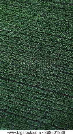 Indore, India - May 21,'2020: Aerial Shot Of A Green Agricultural Field In Indore.