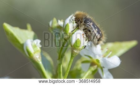 The Tropinota Hirta Pest Eats The Flowers Of Fruit Trees.