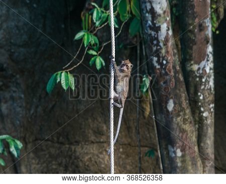 Monkey Hanging On A Rope In Khao Sok National Park / Thailand