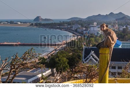 Monkey With Cityscape View In Daylight, Thailand