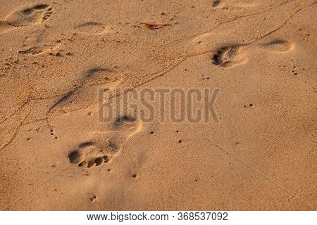 CANDOLIM, INDIA - FEBRUARY 18, 2020: Footprints in the sand track, Candolim beach, North Goa, India