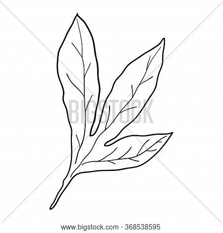 Leaf Contour Line In Black Isolated On White Background, Stock Vector Illustration For Design And De