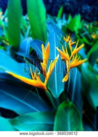 Green Leaf Yellow Flower In The Garden