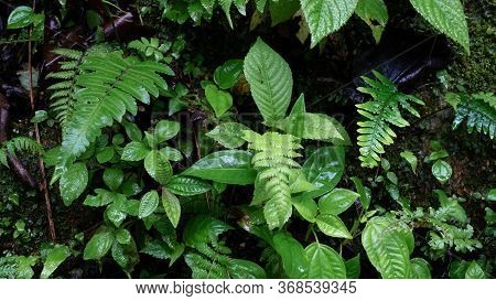 Podocarpus National Park, Ecuador, Vegetation Close Up