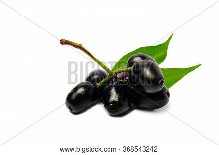 Jambolan Plum Or Java Plum Isolated On White Background