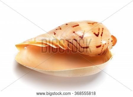 Seashell Of Cymbiola Isolated On White Background. Close Up View.
