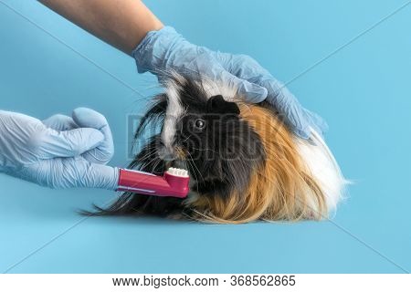 Veterinarian Brushes Teeth Of A Guinea Pig. Sanitation Of The Oral Cavity Of Animals.