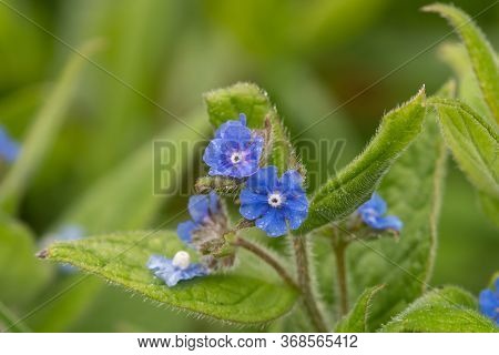 Evergreen Bugloss (pentaglottis Semoervirens)
