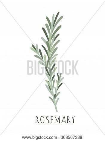 Rosemary Vector Illustration, Herbs And Spices Rosemary, Fresh Rosemary Sprig With Lettering Isolate