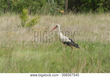 A Lone Stork Preying On A Meadow.\\nagricultural Land. Plowed Arable Field And Meadows. A Lone Stork