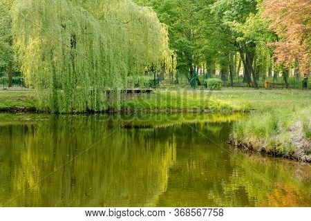 Manor Park In The City Of Ilowa In Western Poland. It\'s Spring. On Many Trees And Bushes Are Green 