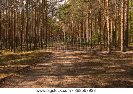 A Sandy, Unpaved Road In A Pine Forest.\nhigh Pine Forest. Green Needles In The Treetops, Slender, T