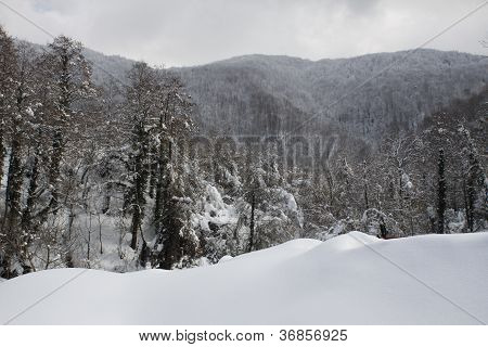 лес