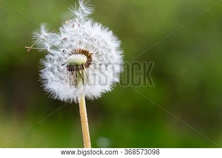 Macro View Of The Blossom Of Mature Dandelion With Seeds In Front Of Green Grass Background. Taraxac