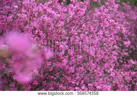 Flowering Bush Of Daurian Rhododendron. Floral Background. Yakut Sakura In The Forest In Yakutia. Da