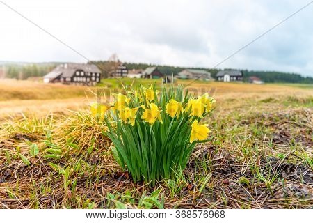 Wild Yellow Narcissus On The Mountain Meadow. Jizerka Village, Jizera Mounains, Czech Republic