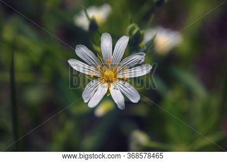 Macro Of White Stellaria Media Flowers Or Chickweed Under The Soft Spring Sun.