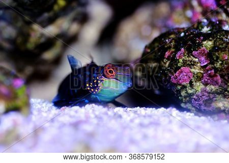 Synchiropus Splendidus - The Mandarin Fish, One Of The Most Colorful Saltwater Fish