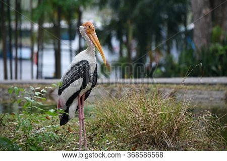 Portrait Of Marabu Bird Or Secretary Bird Close-up.