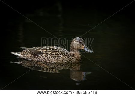 Lone Female Mallard Duck Floats On Black Water, Lit Only By Sunlight, Giving A Plain Background.