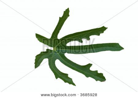 Fig Leaf op witte achtergrond