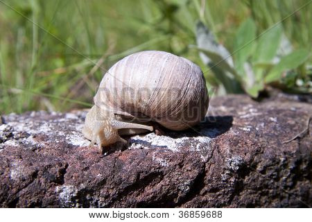Escargot