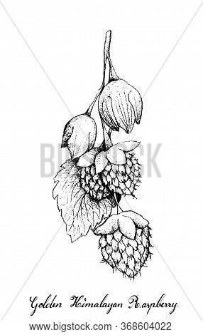 Berry Fruits, Illustration Of Hand Drawn Sketch Delicious Fresh Golden Himalayan Raspberries Or Rubu