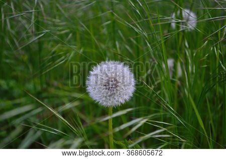Drooping Brome Or Cheat Grass, Bromus Tectorum, Growing On Meadows