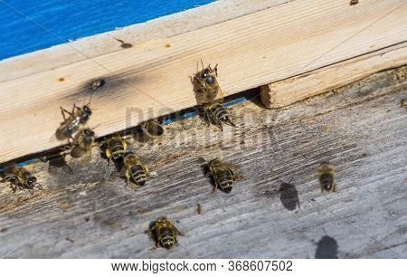 Worker Bees Carry Nectar And Pollen To The Hive.