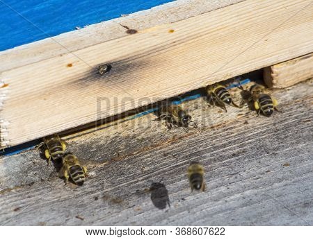 Entrance To The Hive With Worker Bees Carrying Honey And Pollen.
