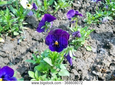 Deep Blue Flower And Plant In Our Garden