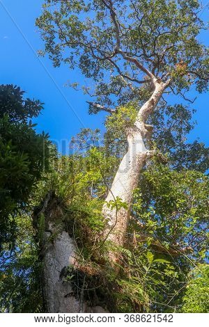Huge Tropical Tree With Parasitic Plants On Its Trunk In Hindu Temple At Foot Of Batukaru Mountain O