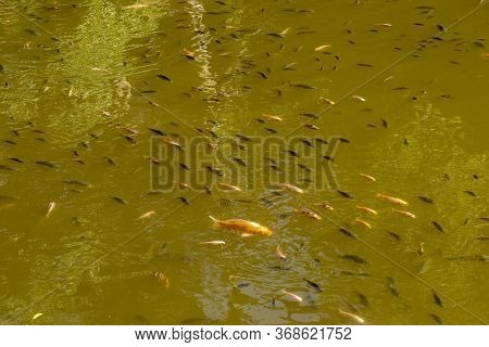 Different Colors Of Koi Carp Swim Just Below The Surface. Water Reservoir In Hindu Temple Batukaru O