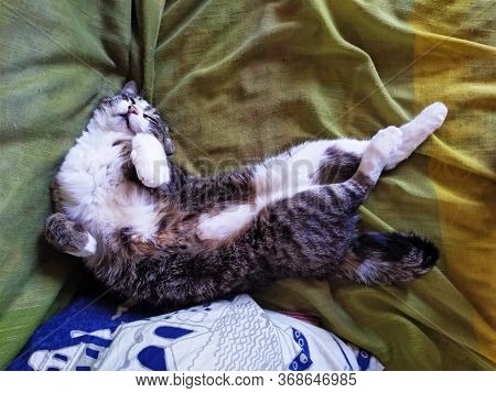 A Cat Doing Weird Poses When Sleeping