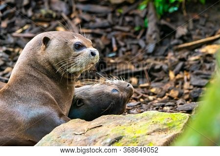 Giant Otter Or Giant River Otter, Pteronura Brasiliensis, Detail Of Animal Head Near Big Stone. Livi