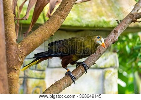 Green Oropendola (psarocolius Viridis) Small Green Bird Is Eating On The Tree Leaf. Tropical Bird Na