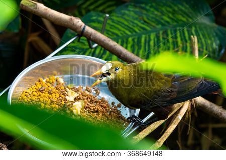 Green Oropendola (psarocolius Viridis) Small Green Bird Is Eating On The Tree Leaf. Tropical Bird Na