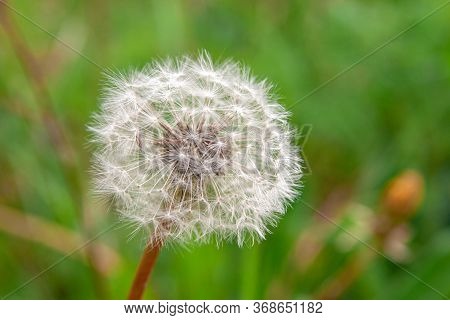 Ripened Dandelion Flower Outdoors In The Garden