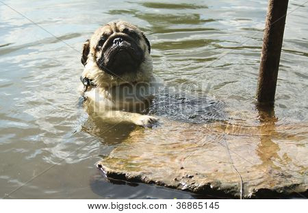 Pug swimming