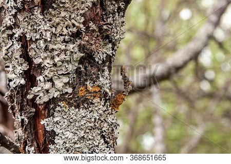Lichen On The Bark Of A Diseased Tree