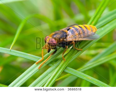 Tabanus 비행