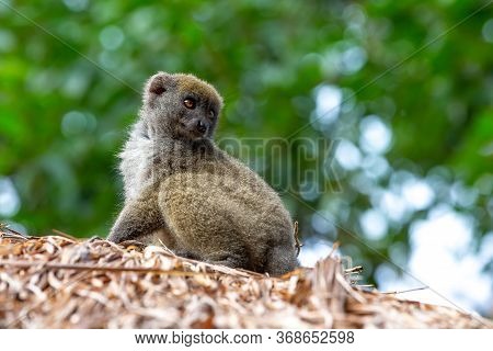Portrait Of A Bamboo Lemur In Its Natural Environment