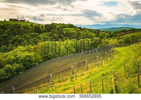 Austria Vineyards In Spring Landscape. Leibnitz Area In South Styria, Wine Country. Tuscany Like Pla