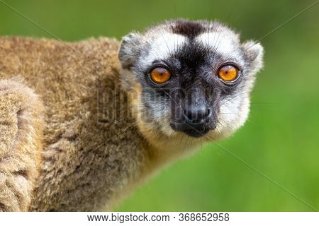 Portrait Of A Brown Maki, A Close Up Of A Funny Lemur