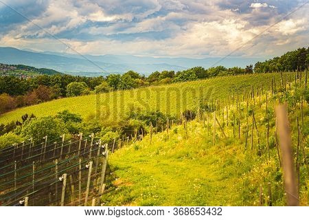 Austria Vineyards In Spring Landscape. Leibnitz Area In South Styria, Wine Country. Tuscany Like Pla