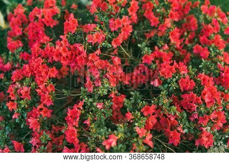 Flowering Shrub Of Red Flowers Against Breen Background. Selective Focus, Soft Floral Background