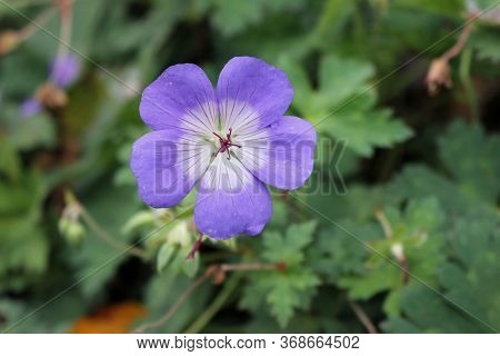 Single Violet Blue Flower Of The Geranium Or Cranesbill Variety Rozanne Also Known As Gerwat With A 