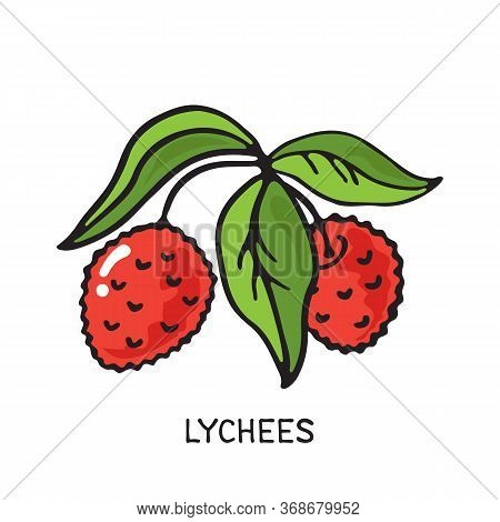 Doodle Lychees Isolated On White Background. Vector Illustration. Design Element For Greeting Card, 
