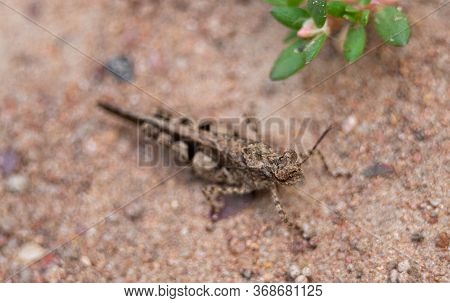 Close Up Of Insect Brown Cricket Standing On The Ground. Concept Of Wild Life Insects In Nature .